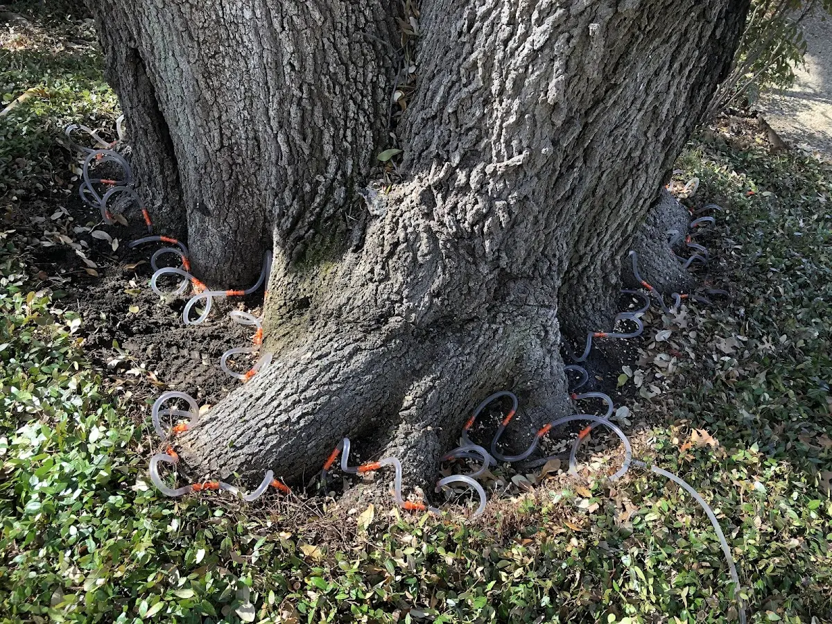 Detailed Tree Cabling and Bracing job site in Aliso Viejo