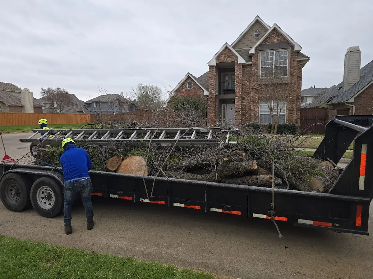 Expert Deadwooding with proper safety equipment in Aliso Viejo